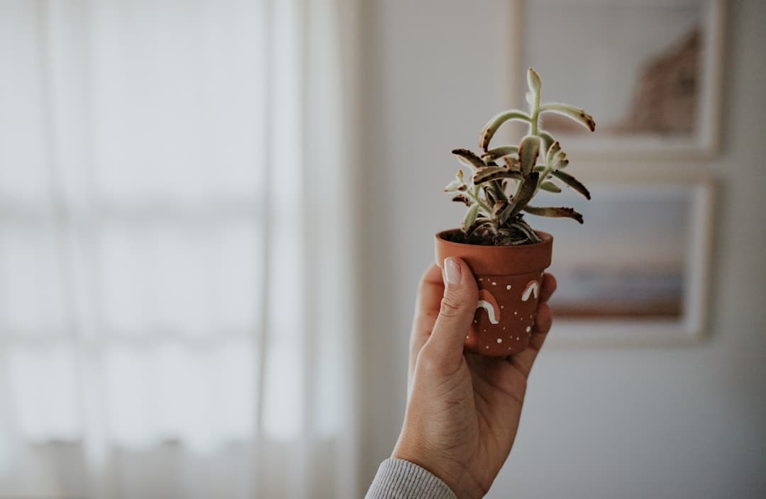 ¿Cuánto cuesta pintar una casa?