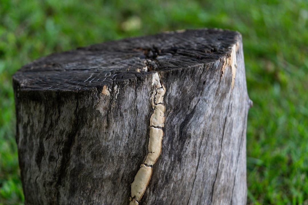 ¿Cuánto cuesta un tratamiento contra carcomas y termitas?